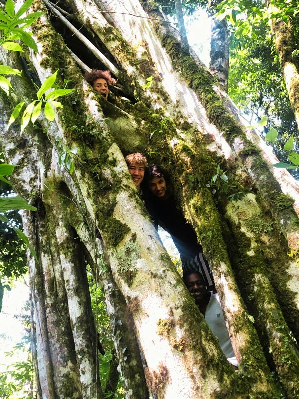 Tree Stranger Fig climb