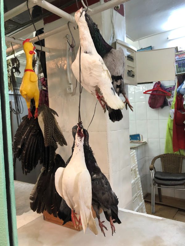2 Rubber chicken, real pigeons