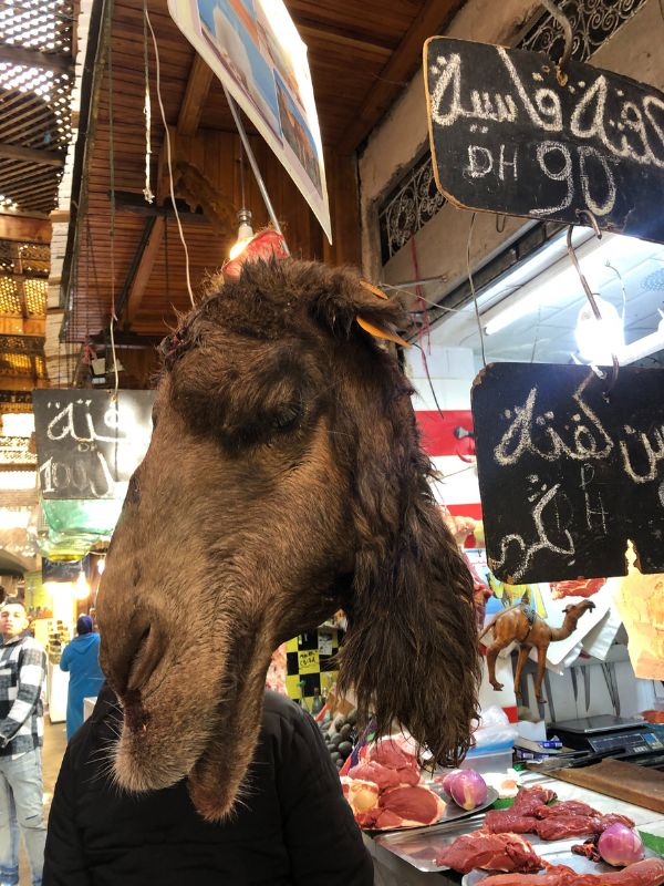 5 We failed to eat camel (dromedary) head.