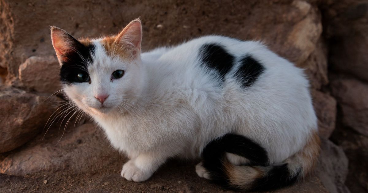 cat banner2 Moroccan cat