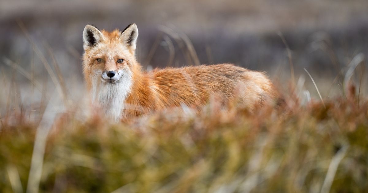 Magdelen banner Fox on Magdalen Islands