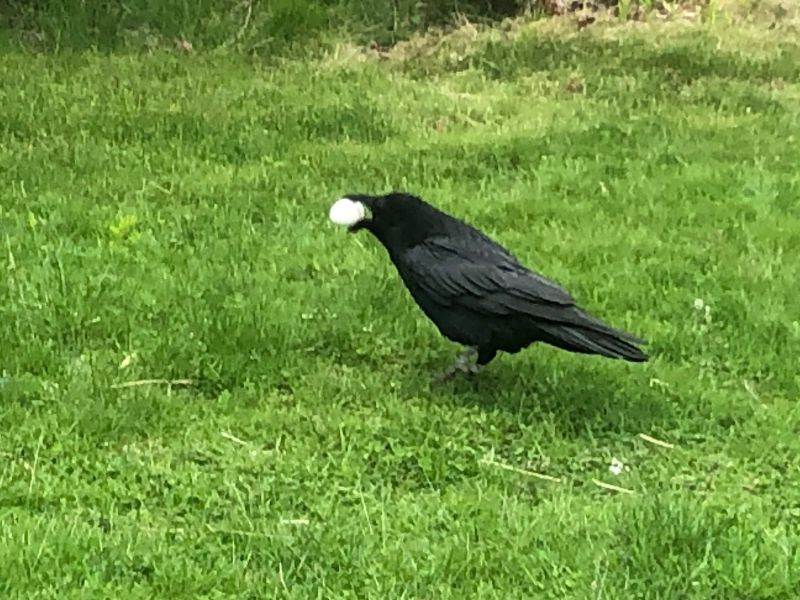 That's a large-sized egg, so you can understand the size of a raven