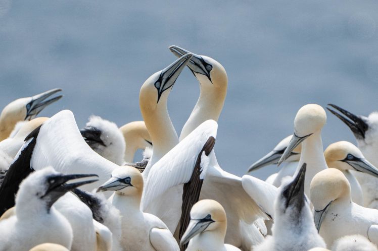 Greeting/mating ritual of rubbing beaks and necks