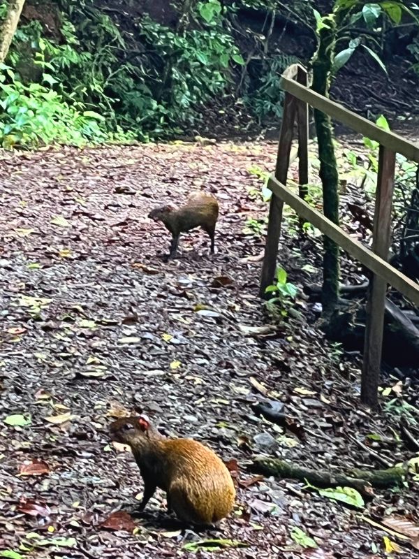 Agouti