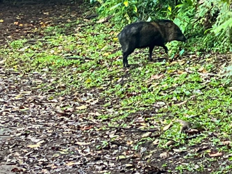 Javalina (wild boar)