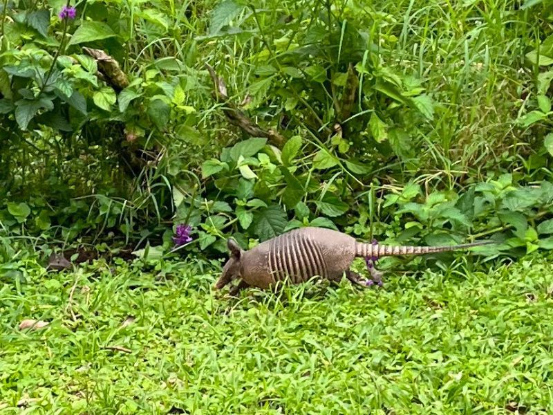 We had the baby armadillo all to ourselves...
