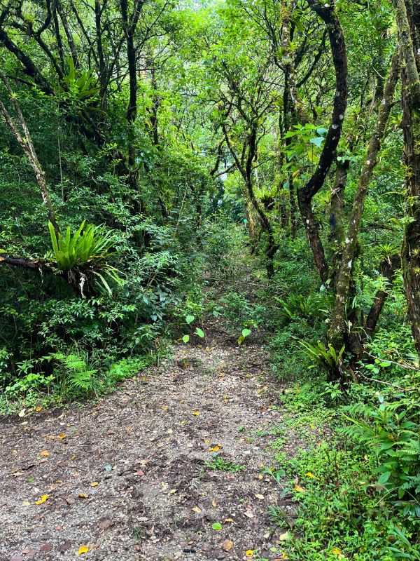 When the park wants to close a trail, they just let it overgrow naturally (and quickly)
