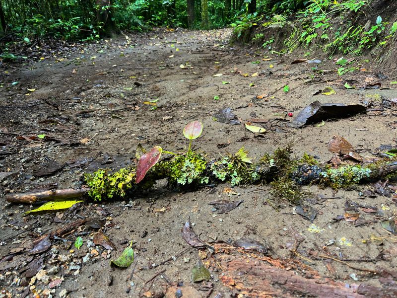 Sometimes nature leaves a perfect art project on the path