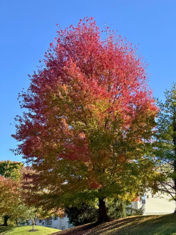 Happily we were here for very late autumn colours