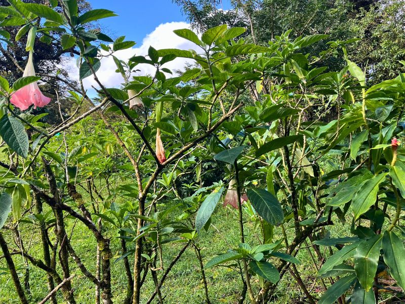 Bloom, decay, rebirth - the full cycle on one bush