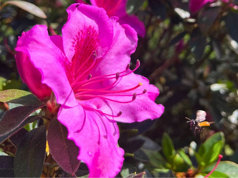 Waited patiently for this bee to approach the flower