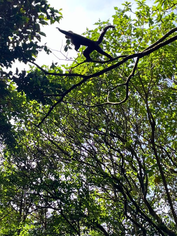 While I run and splash, the monkeys rule the canopy