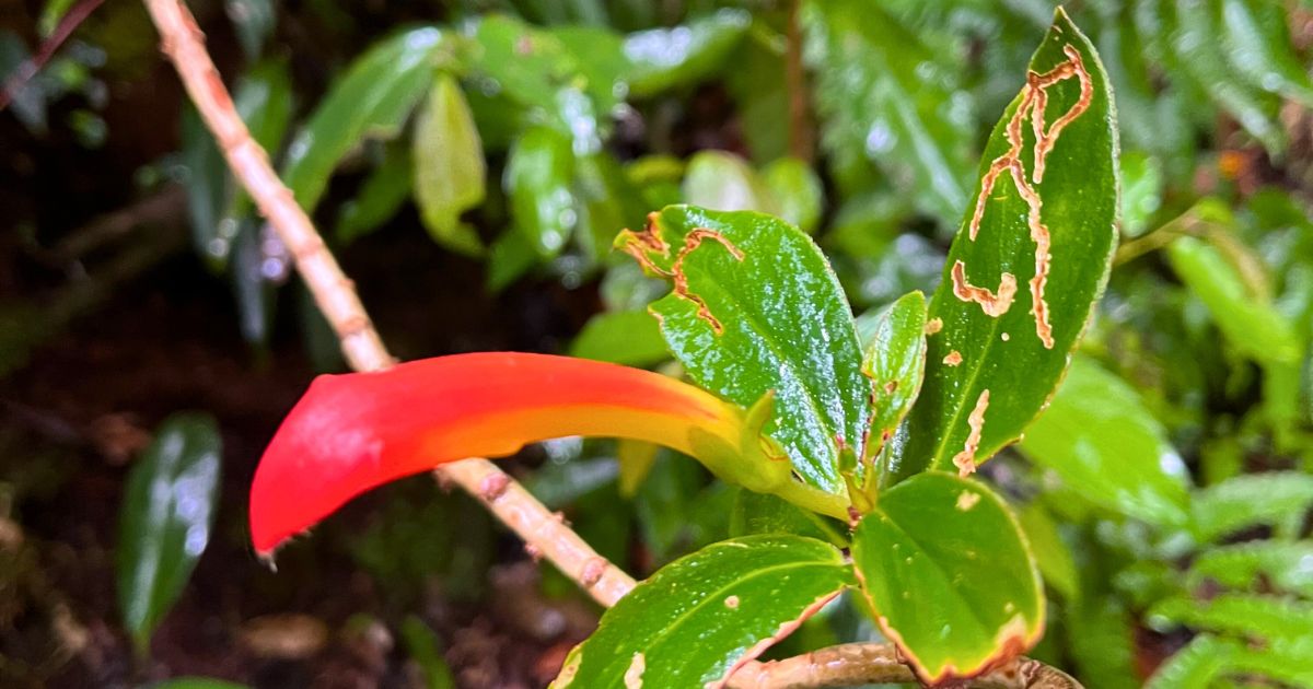 Monteverde Water Colours