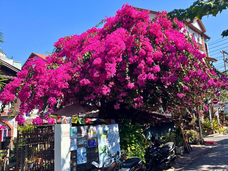 Bougainvillia