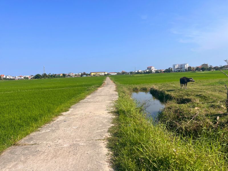 Bike ride through the rice paddies