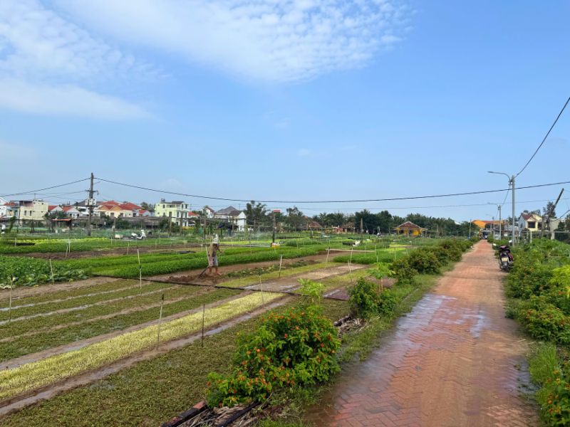 Tra Que Vegetable Village