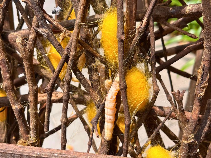 Broken rice - silk
