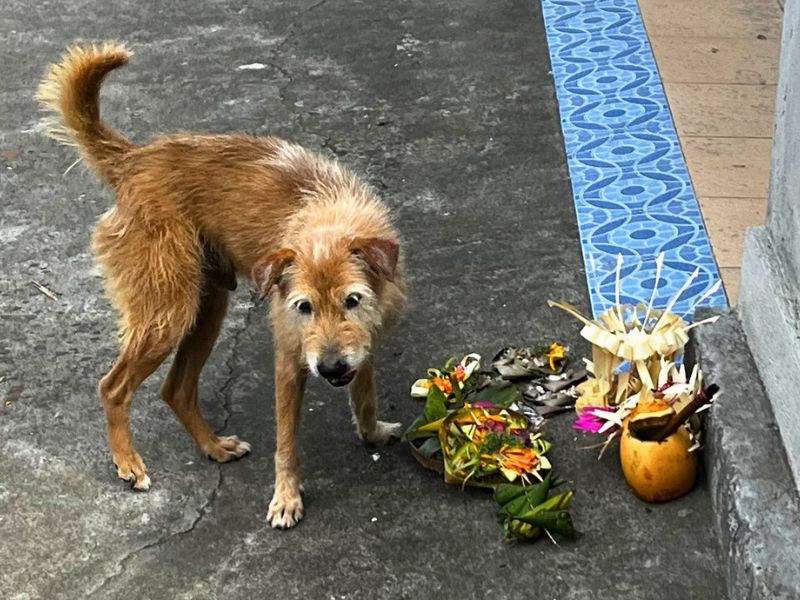 "Old Dog", who lives outside our compound, also appreciates the offerings