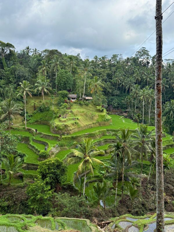 The actual rice terraces - pretty insta-worthy even without the red dress