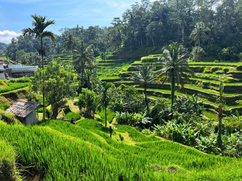 First stop: Tegalalang Rice Terraces