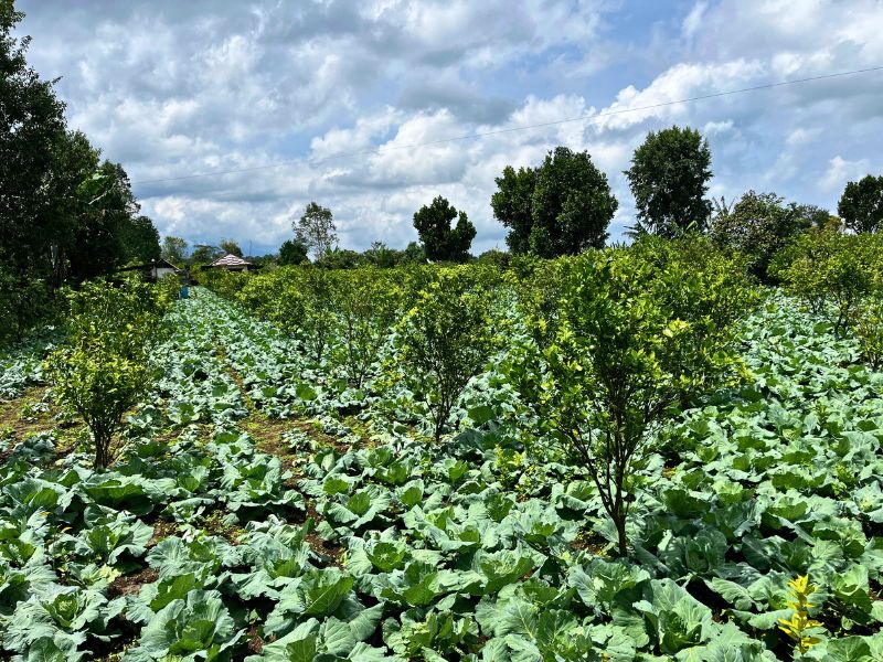 Intercropping - cycled through the vegetation-rich highlands