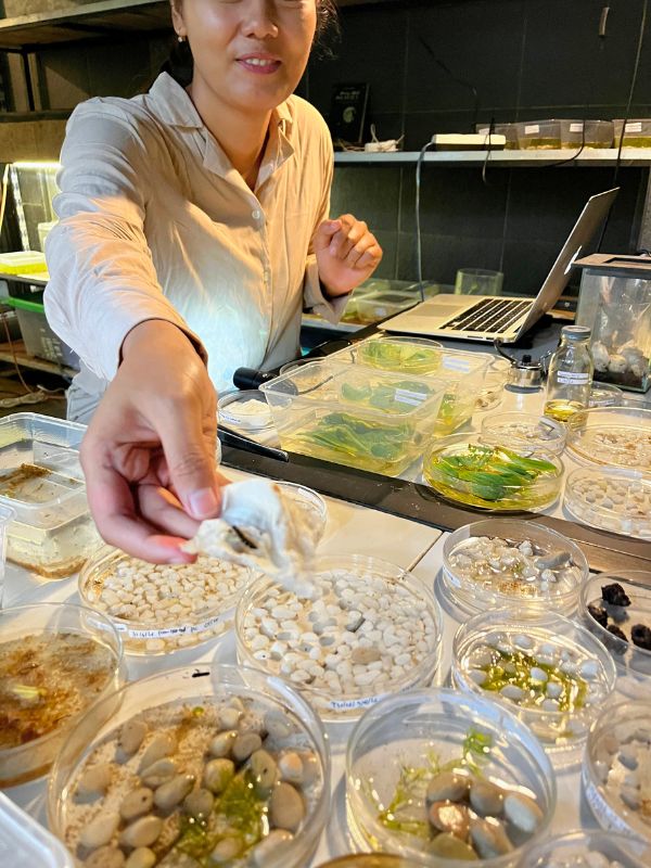 Firefly conservation research center - The live 8-24 months larva, then just 2 weeks as a non-eating but pollinating fly. Endangered because farmers weed their eggs from plant leaves from rice fields. One stripe means girl, 2 stripes means boy.