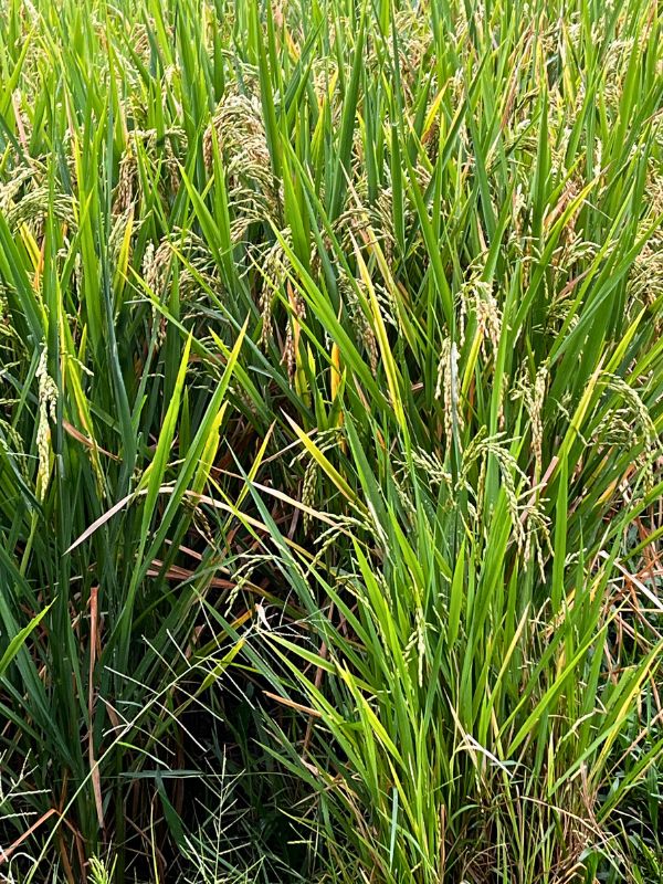 This is what rice actually looks like