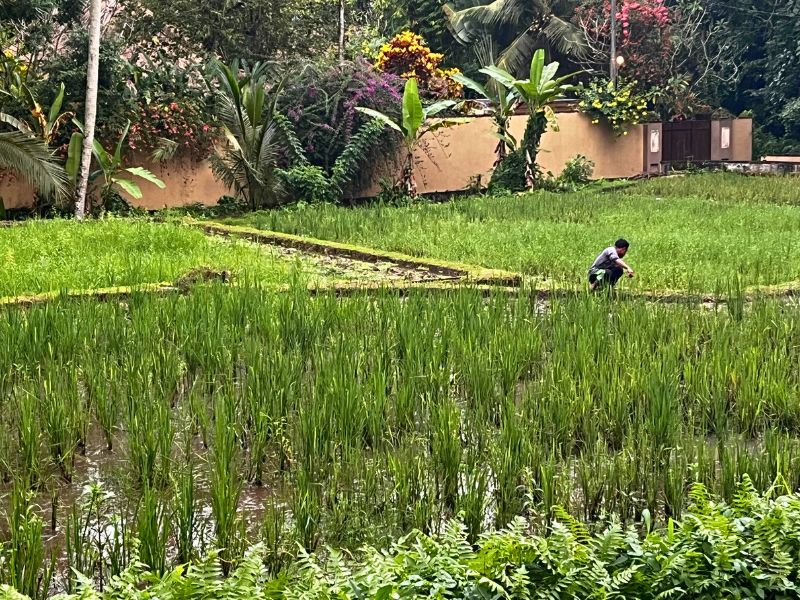 Tending the fields outside the fancy lodge
