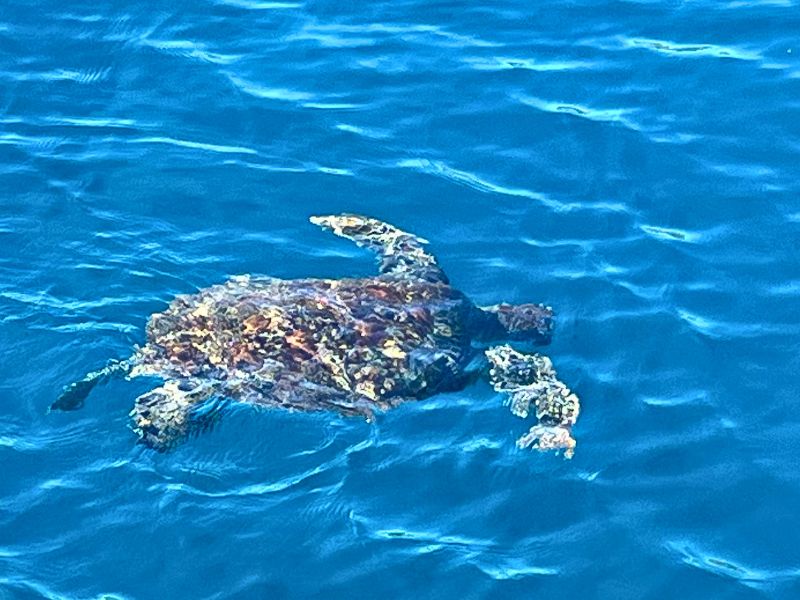 Turtle coming to the surface for air