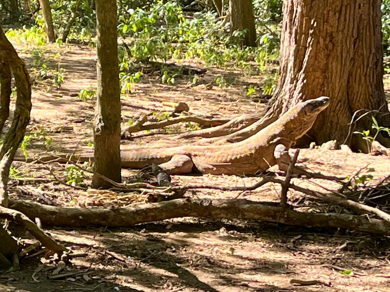 The Maika boat tour delivered as promised - 10 komodo dragons