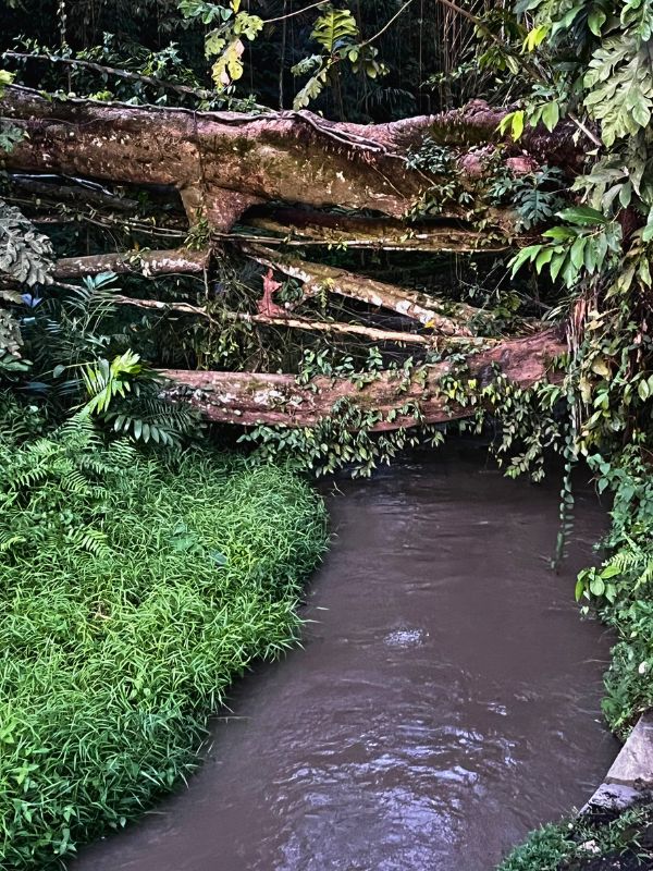 Down at the river crossing, a rather Monteverde feeling
