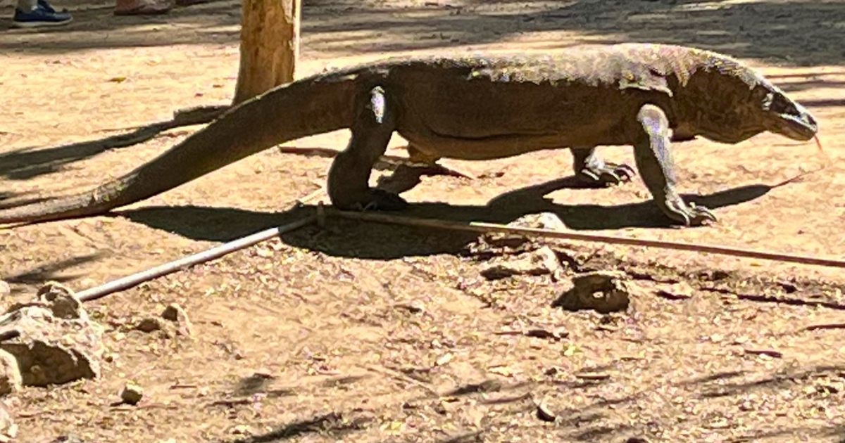 Komodo dragon sticking out his tongue at us boat cruise tourists
