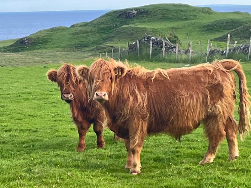 Highland cows