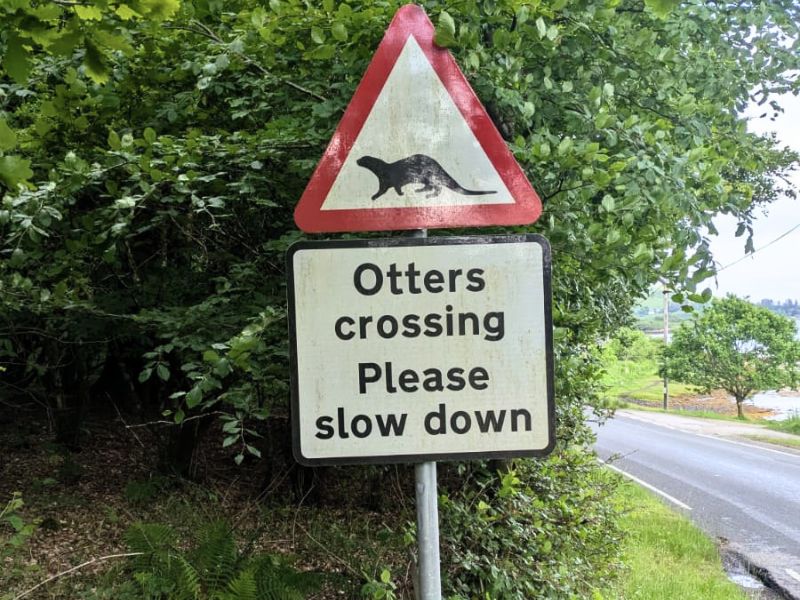 We watched curious otters down at the castle coastline