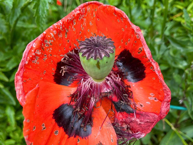From the Stirling Castle gardens