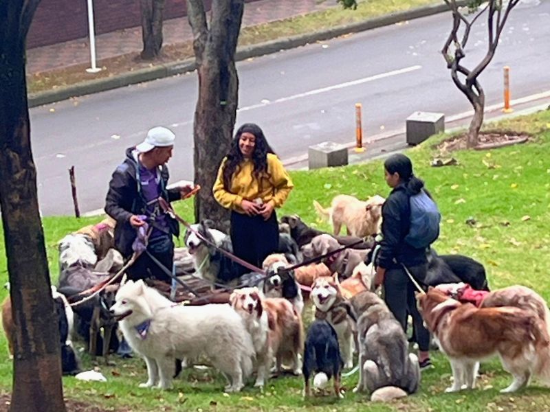 Professional dogwalkers unite