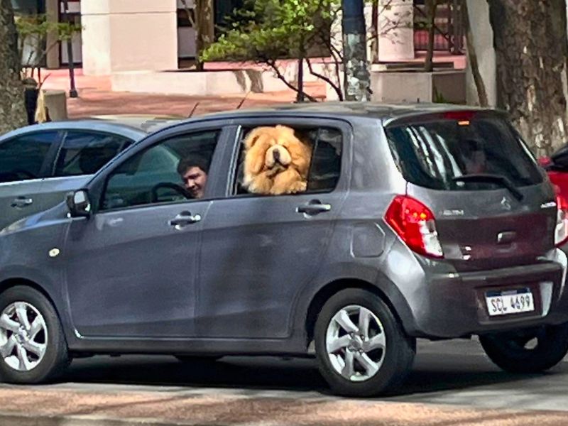 Small cars and big dogs are a thing here