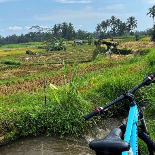 Bali Brain