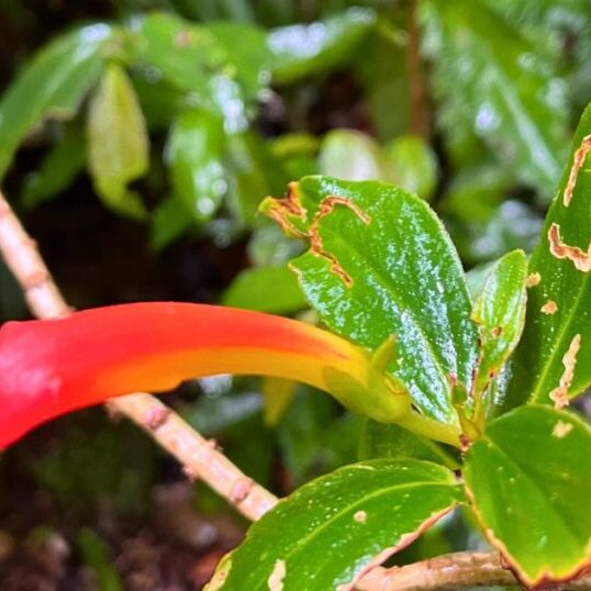 Monteverde Water Colours